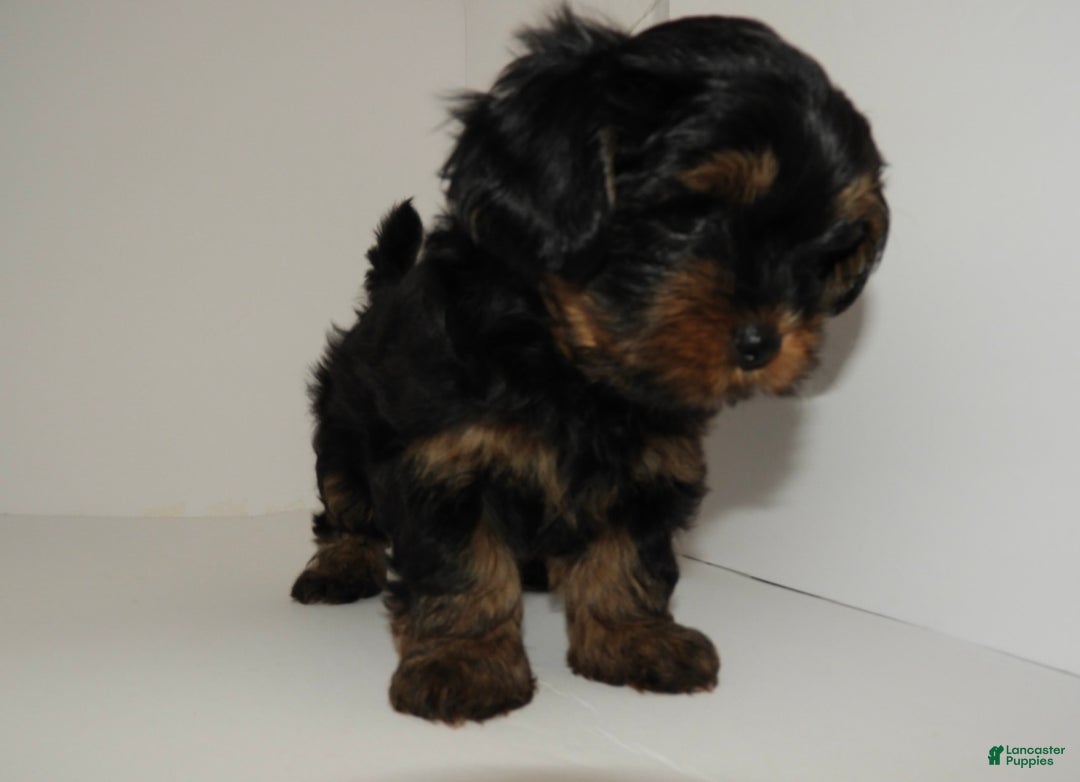 Yorkshire Terrier dogs for sale: King - Ad 9