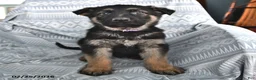 German Shepherd dogs for sale: Tobias - Ad 1