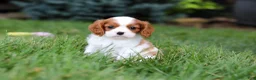 Cavalier King Charles Spaniel dogs for sale: Benji - Ad 4