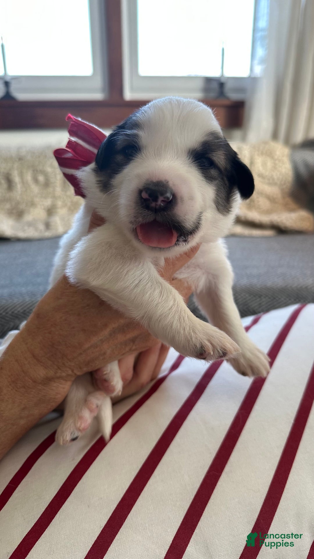 Great Pyrenees dogs for sale: Yellow - Ad 1