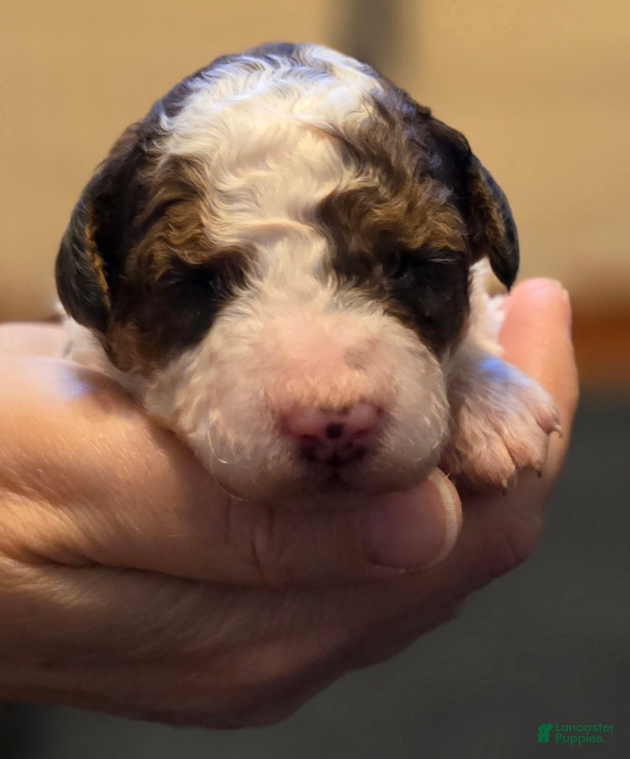 Mini Bernedoodle dogs Soleia - Ad 1