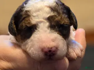 Mini Bernedoodle dogs for sale: Soleia - Ad 4