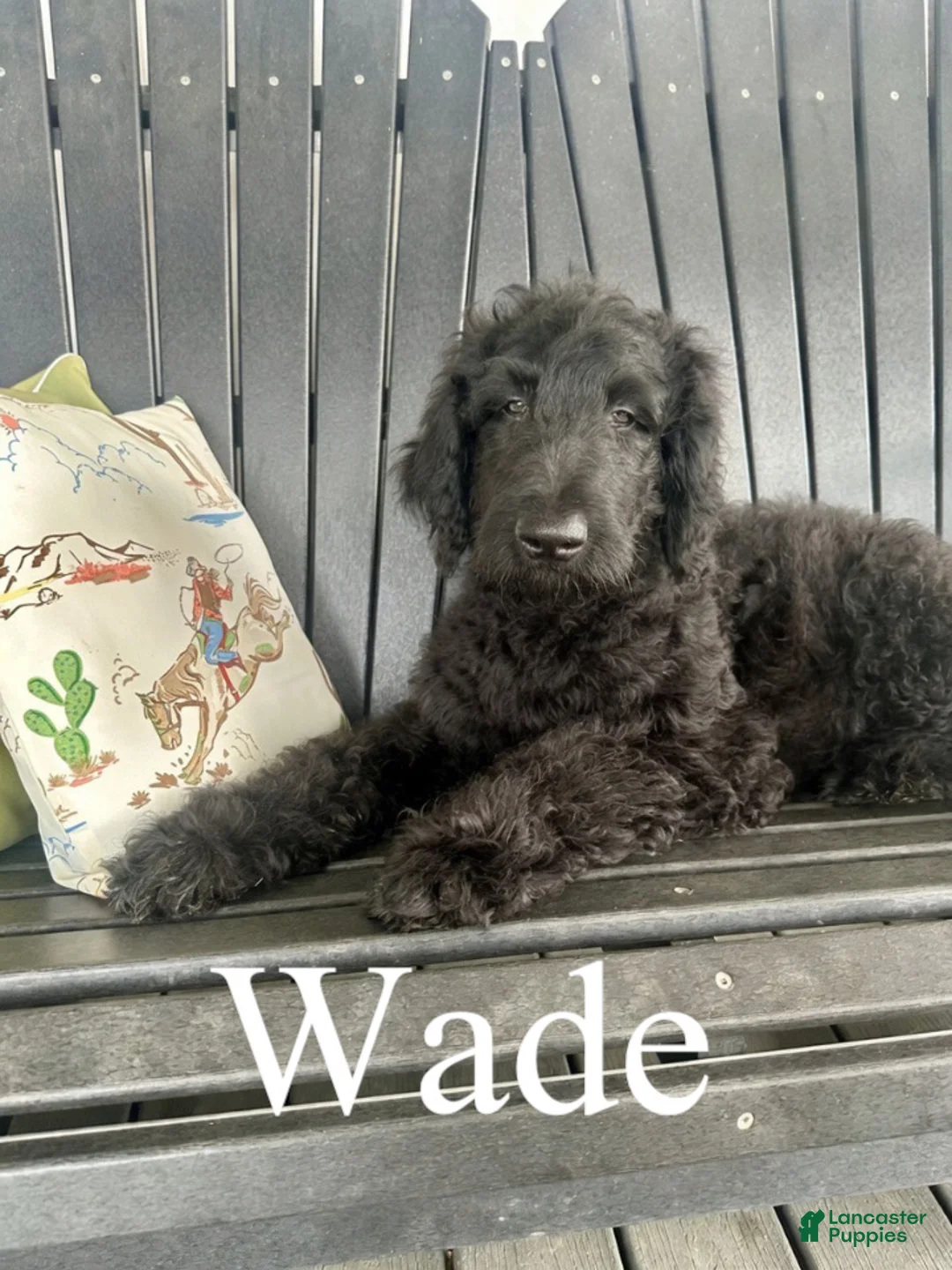 Goldendoodle dogs for sale: Wade- Standard F1B - Ad 1