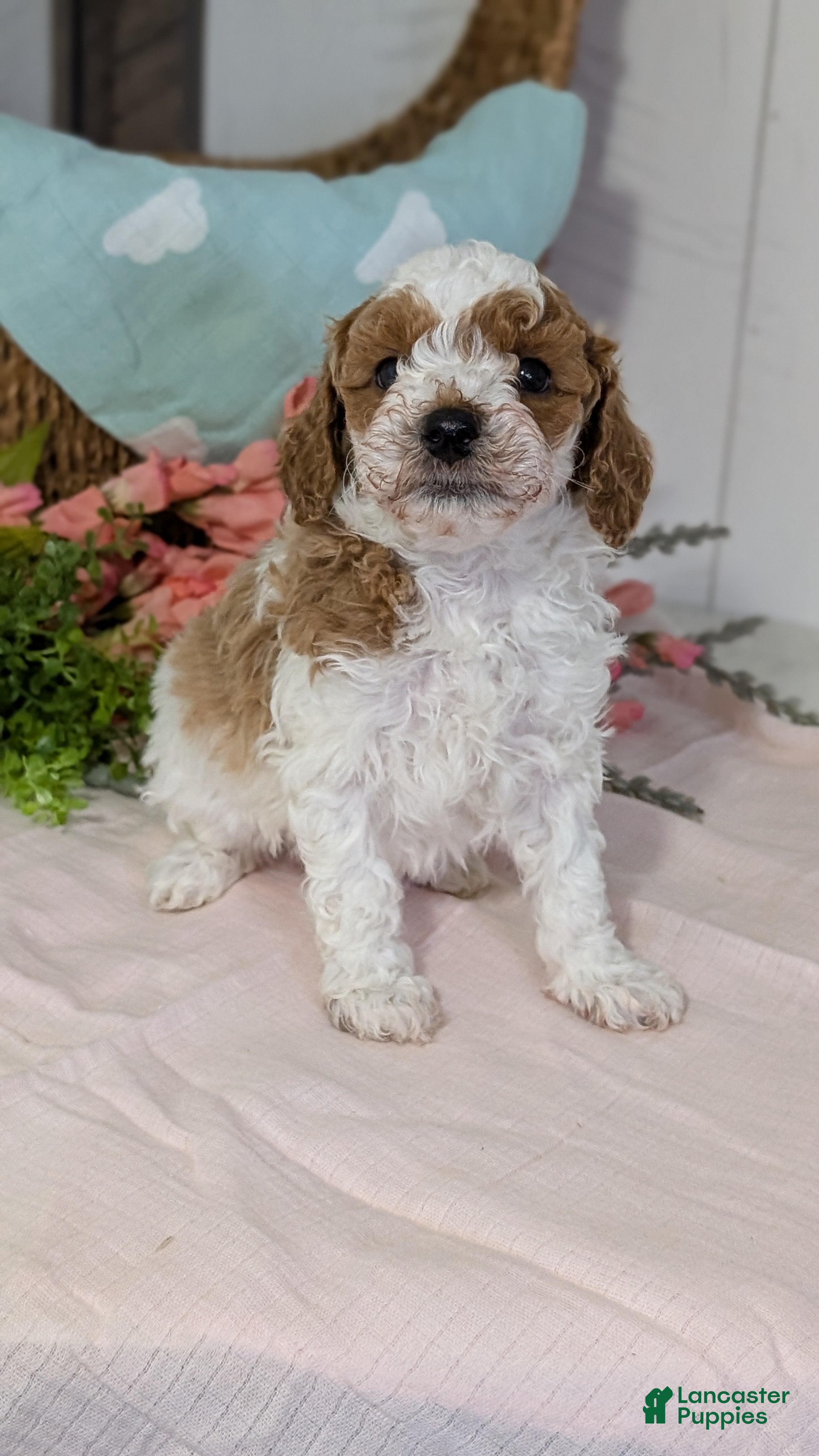 Miniature Poodle dogs Ziggy - Ad 6