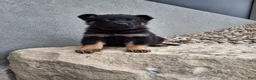 German Shepherd dogs for sale: Maverick  - Ad 2