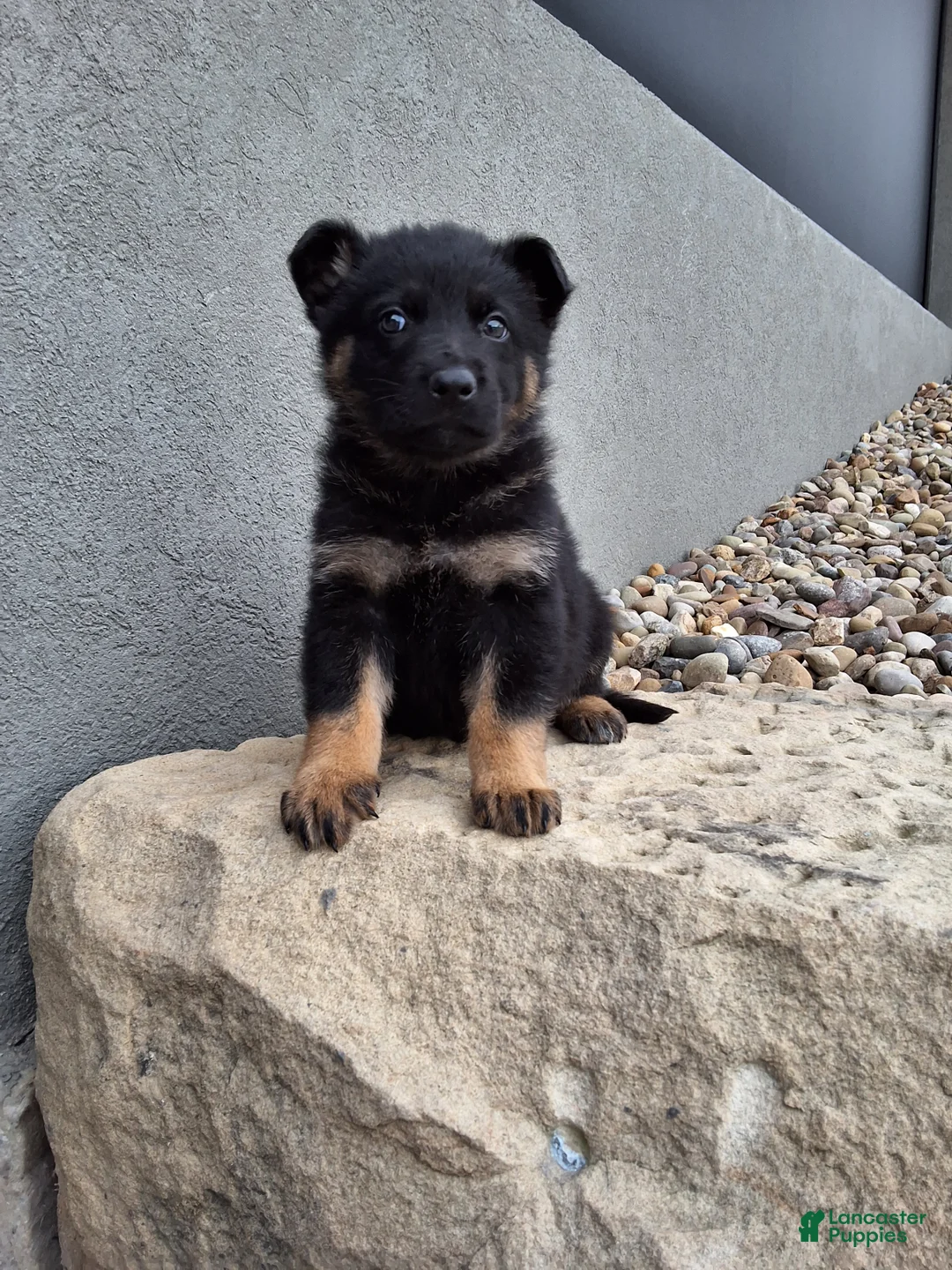 German Shepherd dogs for sale: Maverick  - Ad 2