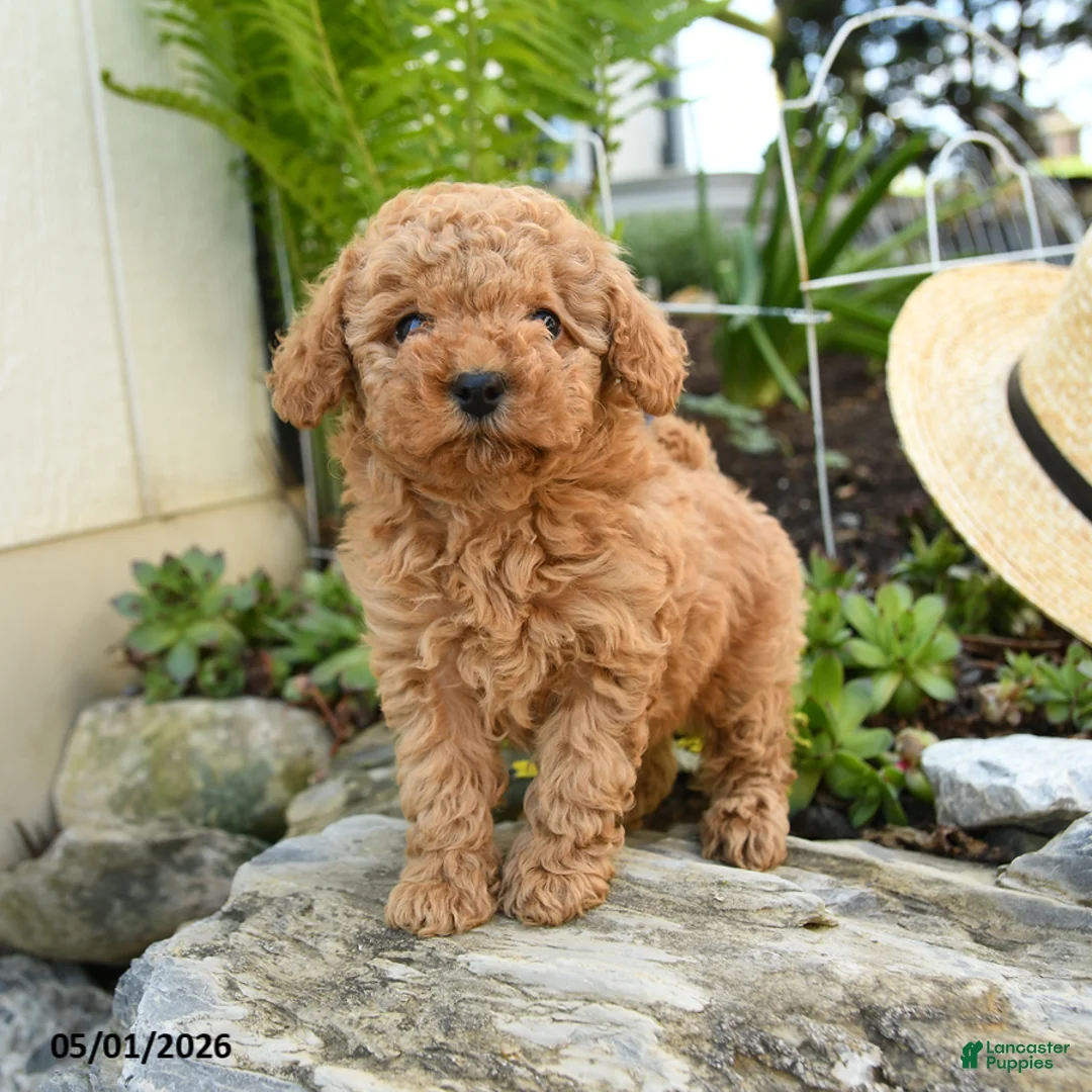 Toy Poodle dogs for sale: Peaches - Ad 1