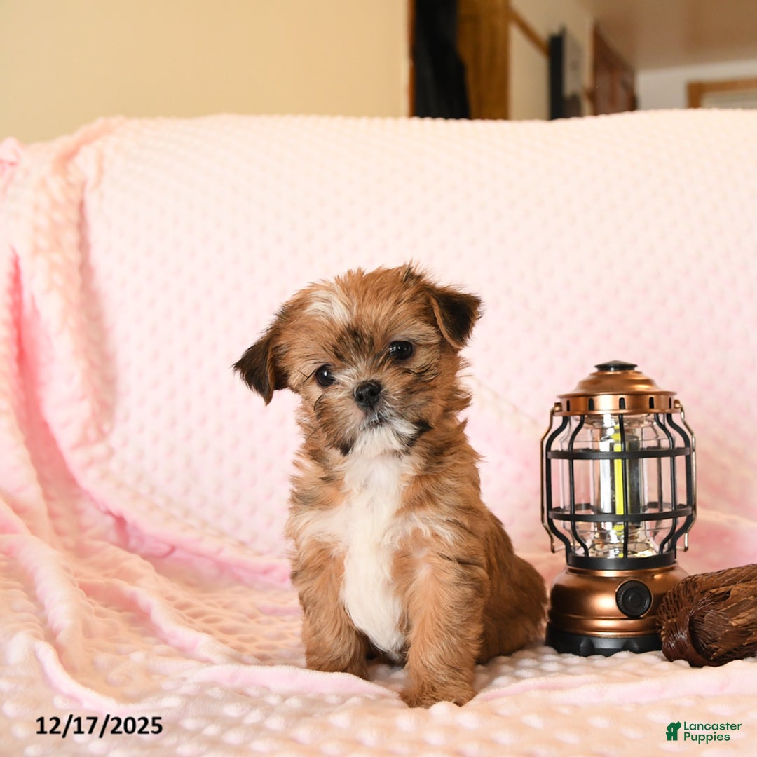 Shorkie dogs for sale: Wondernose - Ad 3