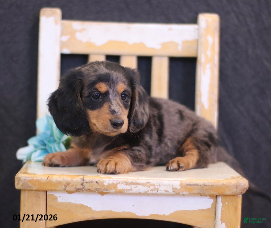 Miniature Dachshund dogs for sale: Winter - Ad 2