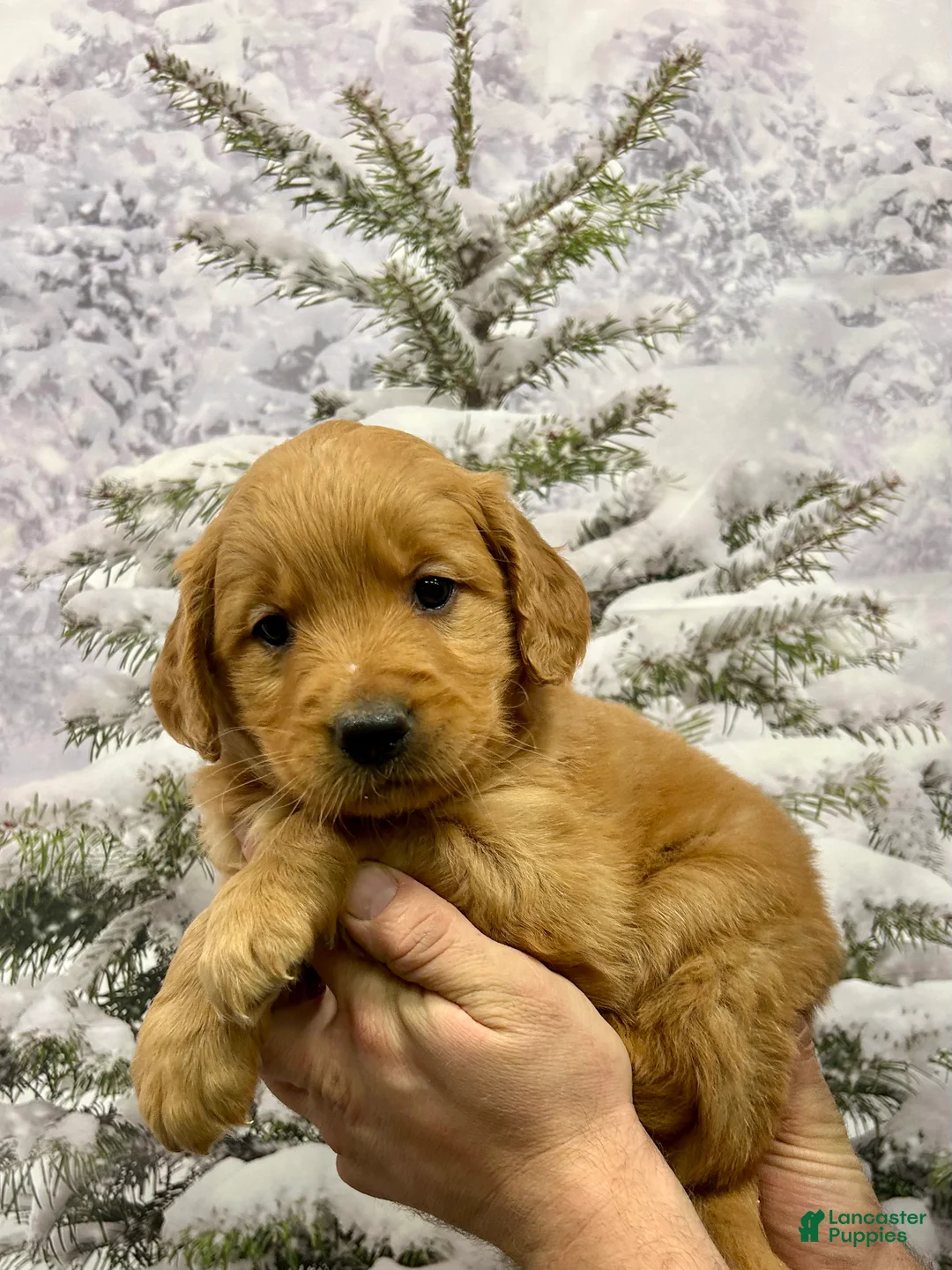 Golden Retriever dogs for sale: Oakley  - Ad 10
