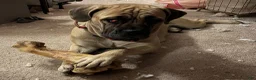 Cane Corso dogs for sale: "Red" - Ad 6