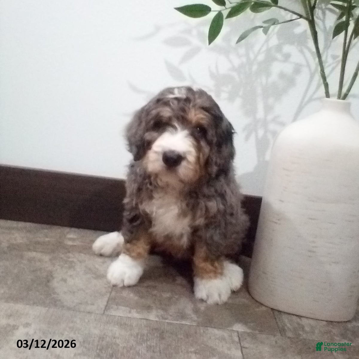 Bernedoodle dogs Milo - Ad 1