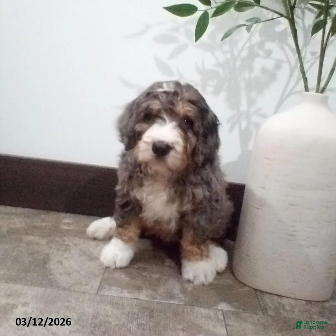 Bernedoodle dogs for sale: Milo - Ad 1