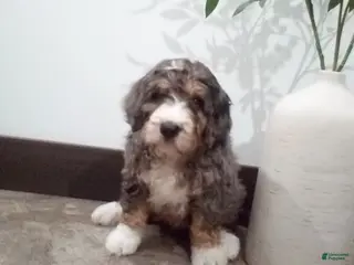 Bernedoodle dogs for sale: Milo - Ad 1