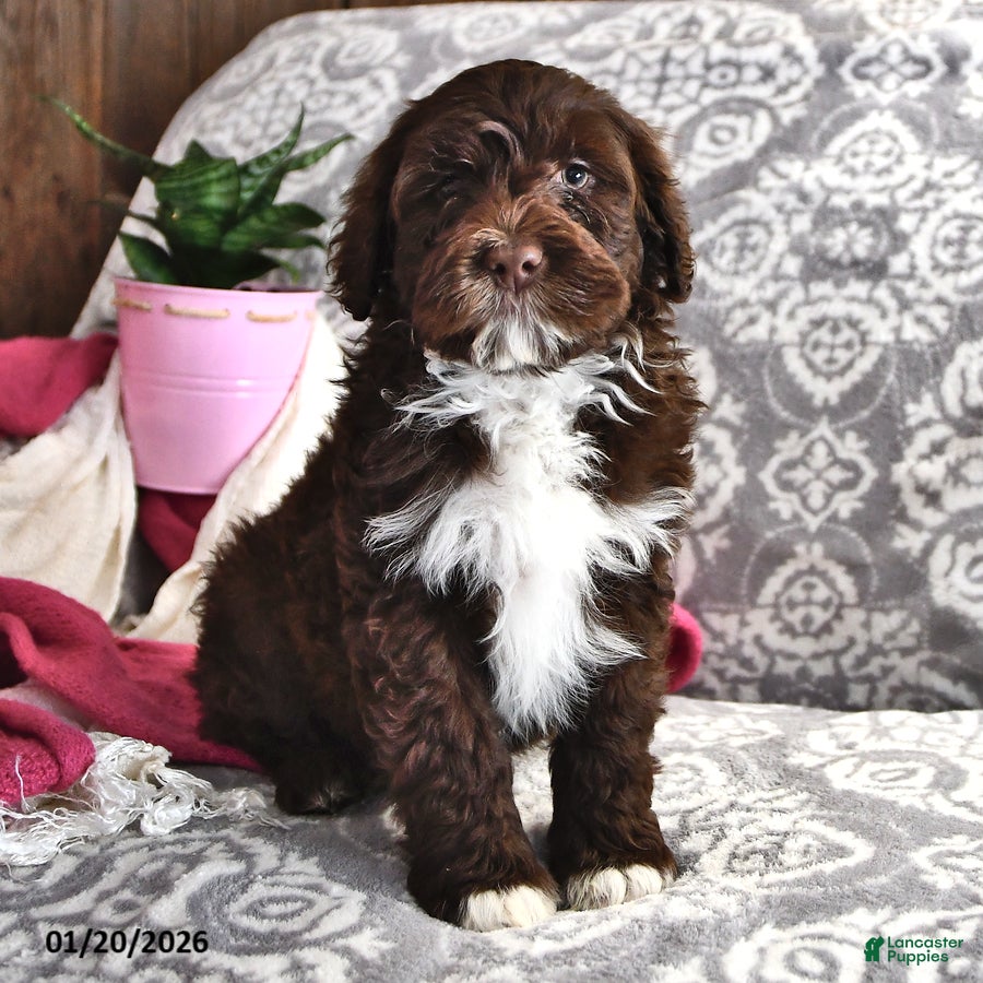 Portuguese Water Dog dogs Dime - Ad 4