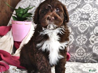Portuguese Water Dog dogs Dime - Ad 7