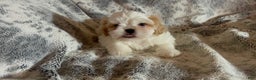 Shih Tzu dogs for sale: Shih Tzu Puppy 1 - Ad 3