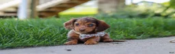 Miniature Dachshund dogs for sale: Chloe - Ad 5