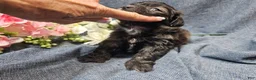 Havapoo dogs for sale: Jinx (Male) - Ad 3