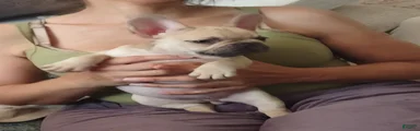 French Bulldog 4