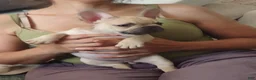 French Bulldog dogs for sale: French Bulldog 4 - Ad 1
