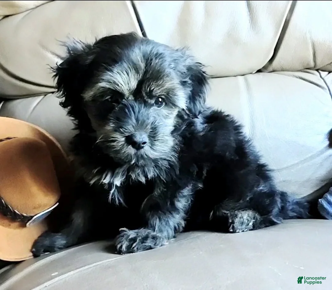 Yorkiepoo dogs for sale: Rocco  - Ad 1