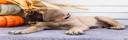 English Mastiff dogs for sale: Miles - Ad 3