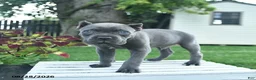 Cane Corso dogs for sale: Dallas  - Ad 3
