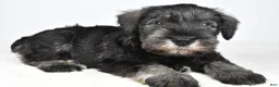 Miniature Schnauzer dogs for sale: Leo - Ad 4