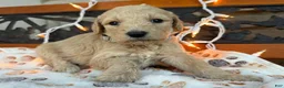 Labradoodle dogs for sale: Zella (Girl) - Ad 3
