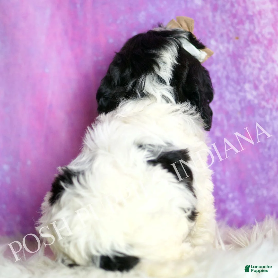 Cavapoo dogs for sale: Charlie Adorable F1 Champion Line Cavapoo - Ad 2