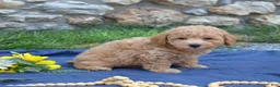 Bichpoo dogs for sale: Rugby  - Ad 3