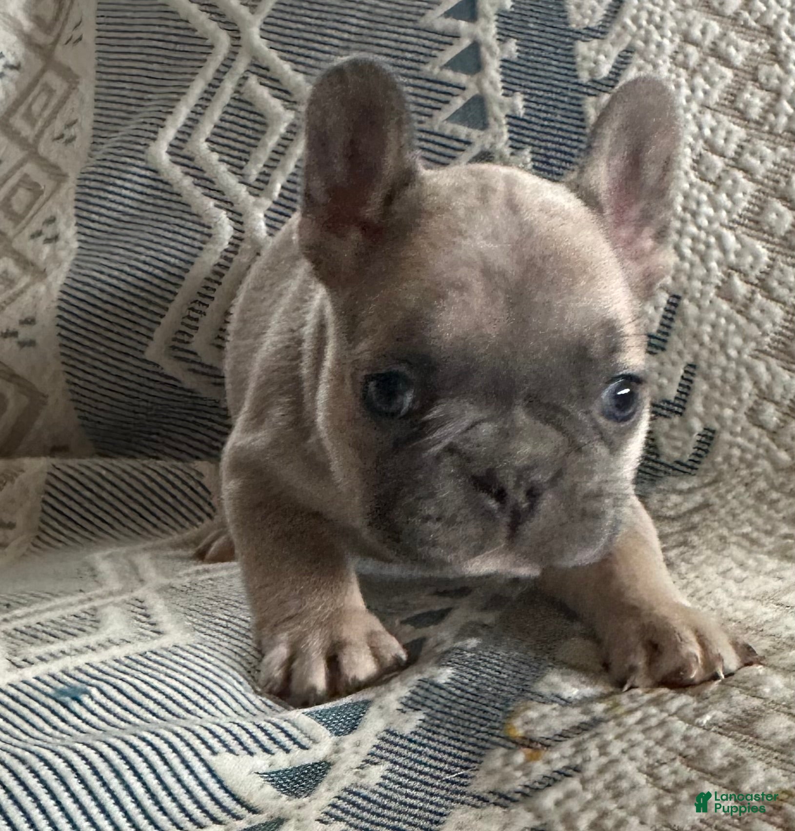 French Bulldog dogs French Bulldog Puppy 4 - Ad 1