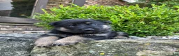 German Shepherd dogs for sale: Monte - Ad 3