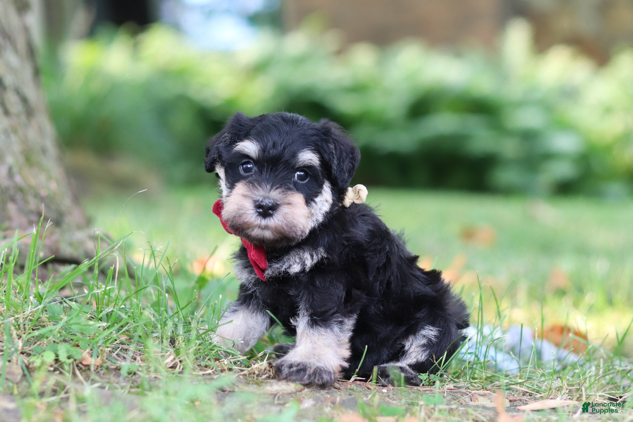 Miniature Schnauzer dogs Kobe - Ad 2