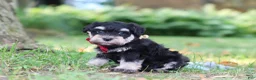 Miniature Schnauzer dogs for sale: Kobe - Ad 2