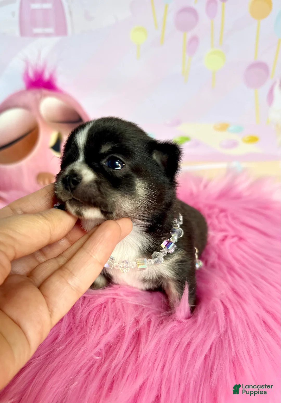 Chihuahua dogs for sale: Chihuahua Puppy 3 - Ad 1