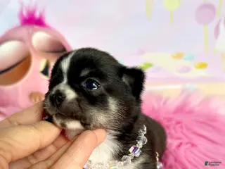 Chihuahua dogs Chihuahua Puppy 3 - Ad 12