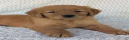Golden Retriever dogs for sale: Charlie  - Ad 5