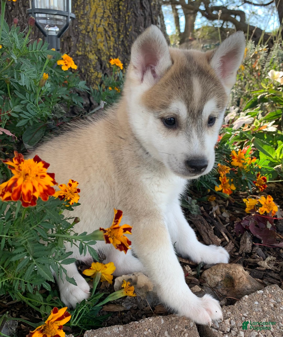 Alaskan Klee Kai dogs for sale: Happy Timber~! - Ad 5
