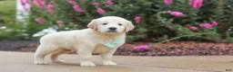 Golden Retriever dogs for sale: Briggs - Ad 5