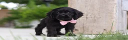 Cocker Spaniel dogs for sale: Beauty - Ad 6