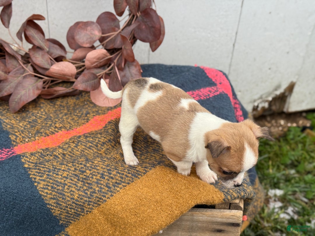 Chihuahua dogs for sale: Buddy - Ad 16