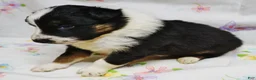 Border Collie dogs for sale: LEA - Ad 3