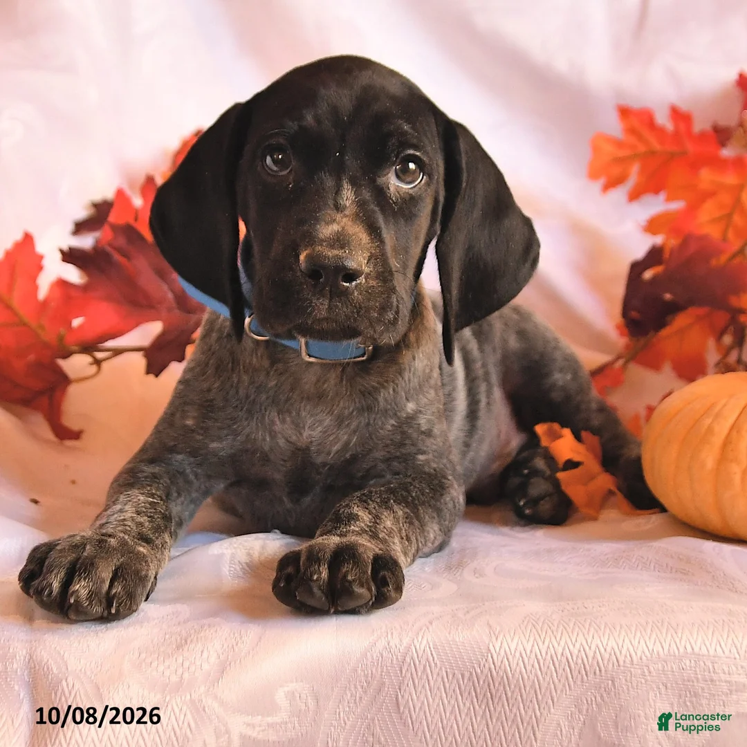 German Shorthaired Pointer dogs for sale: Casper - Ad 3