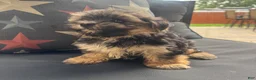 Morkie dogs for sale: Cam - Ad 3