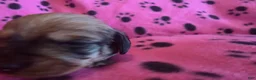 Miniature Dachshund dogs for sale: Thelma - Ad 39