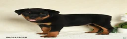 Rottweiler dogs for sale: Axel - Ad 5