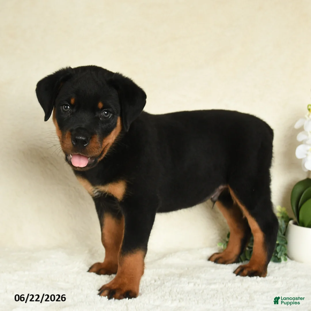 Rottweiler dogs for sale: Axel - Ad 5