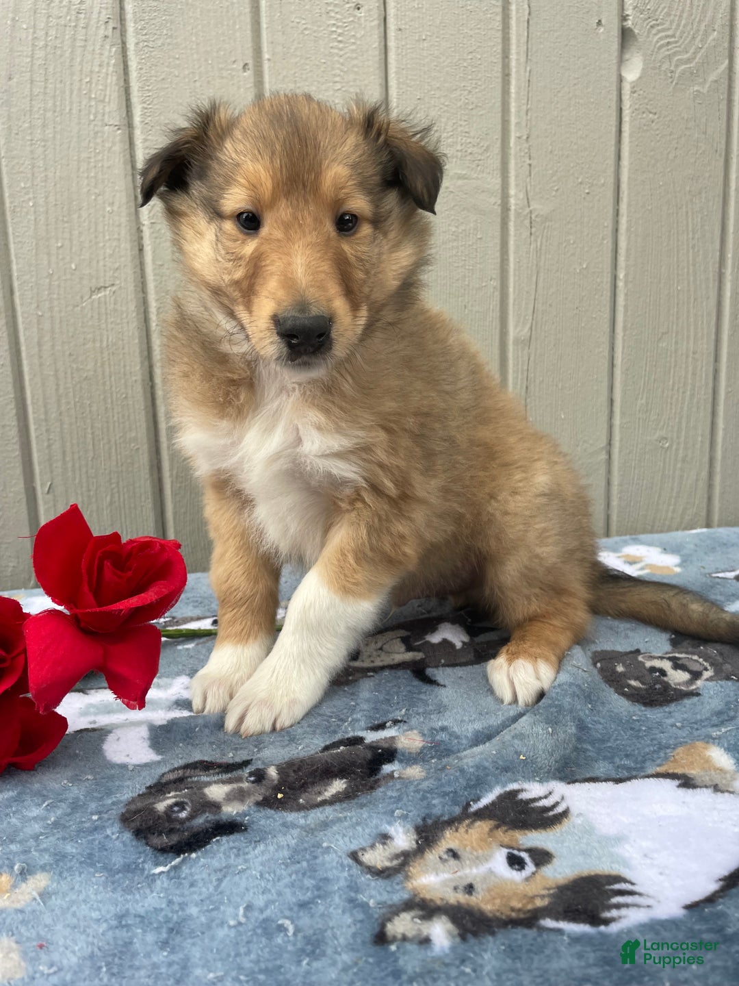 Collie dogs for sale: Cooper - Ad 1